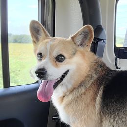 Roy - Pembroke Welsh Corgi