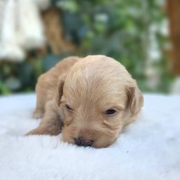 Nick - Apricot male Havapoo puppy in Dothan, Alabama from Farquharson's Poodles&Doodles