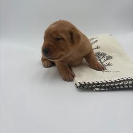 Purple - Yellow female Labrador Retriever puppy in Heath Springs, South Carolina from Rich Hill Retrievers