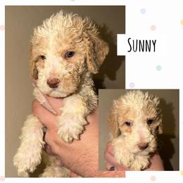 Sunny - Parti male Poodle puppy in Surprise, Arizona from Oh Doodles Doodlery