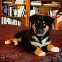 Australian Shepherd Puppies from Libre Winds Australian Shepherds