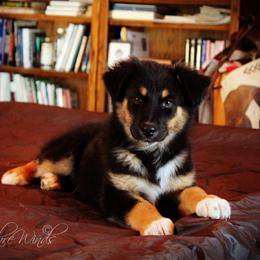 Australian Shepherd Puppies from Libre Winds Australian Shepherds