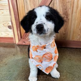 Mist - Black & white female Australian Shepherd puppy in Newton, Mississippi from Bright Star Aussies