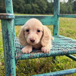 Brooks - Cream male Dachshund puppy in New Albany, Mississippi from Double A. Doxies