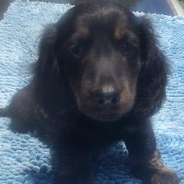 DB's Ranean Giocoso (musical term for playful) - Cream male Dachshund puppy in Summerfield, Florida from D & B Ranchette