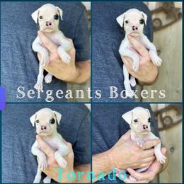 Tornado - White male Boxer puppy in Madisonville, Texas from Sergeant's Boxers