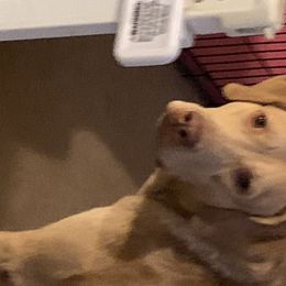 Chesapeake Bay Retrievers from Willowcreek Chesapeakes