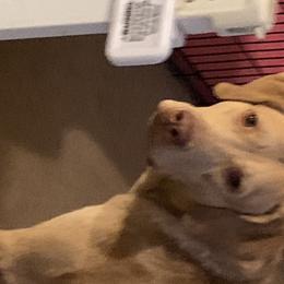 Chesapeake Bay Retrievers from Willowcreek Chesapeakes