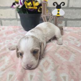 Honey - Piebald female Dachshund puppy in Grant, Michigan from Low Down Dashchuand