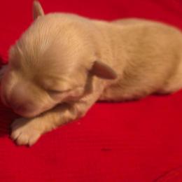 Girl 3 - Wheaten female Miniature Schnauzer puppy in Mission, Texas from Blue Rose's Schnauzers