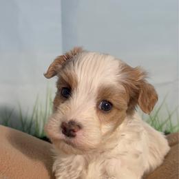 Bernie - White male Havanese puppy in Clermont, Florida from Country Sweet Havanese and Creative Coaching