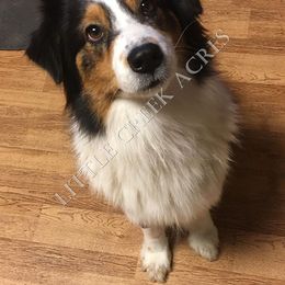 Autumn - Australian Shepherd