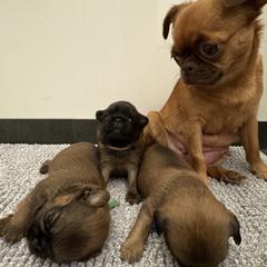 Brussels Griffon Puppies from Griffs & Co.