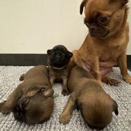 Brussels Griffon Puppies from Griffs & Co.