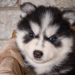 Beso (champion lines) - Pomsky puppy in Lakeland, Florida from Peace Love and Pomskies