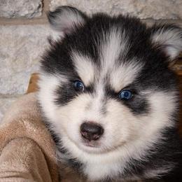 Beso (champion lines) - Pomsky puppy in Lakeland, Florida from Peace Love and Pomskies