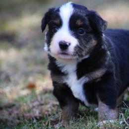 Flicka - Black tri female Miniature Australian Shepherd puppy in Menomonee Falls, Wisconsin from Hunt N Oaks