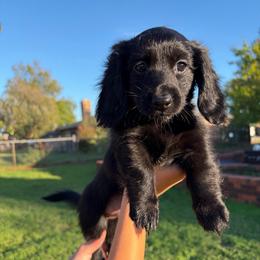 Penny - Black female Dachshund puppy in Piedmont, Oklahoma from Jess’s Dachshunds