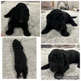 Black Boy - Black male Goldendoodle puppy in Lancaster, South Carolina from Silver Hill Farm SC