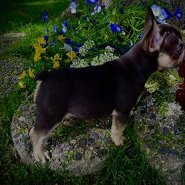 French Bulldog Puppies from Boise French Bulldogs