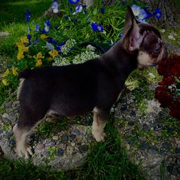 French Bulldog Puppies from Boise French Bulldogs