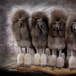 Poodle Puppies from Lacy Lane Poodles