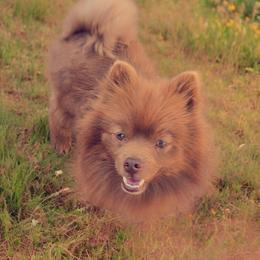 Grizz - Chocolate male Pomeranian puppy in Albany, Oregon from Purrs N Poms