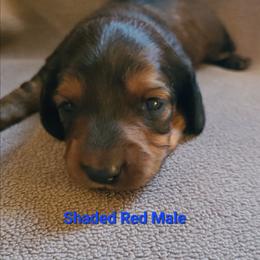 Shaded Red - Red male Dachshund puppy in Washington C.H., Ohio from Long Duk Dachshunds