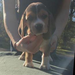 Scyther - Black fawn and white male Beagle puppy in Brockway, Pennsylvania from Sugar Hill Hounds