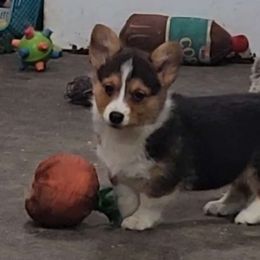 Penelope - American Corgi puppy from Nightstreak Corgis