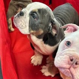 Bulldogs from Truffle Shuffle Bulldogs