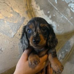 Dachshund Puppies from Doxies AZ
