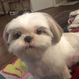 Shih Tzus from Little Lion Shih Tzu