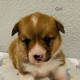 Girl 4 - Pembroke Welsh Corgi puppy in Solano County, California from Early Spring Corgis