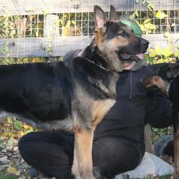Xena vom eichenhain - German Shepherd