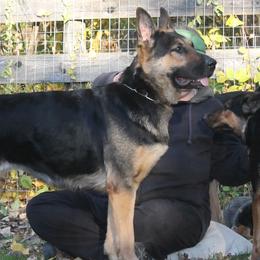 Xena vom eichenhain - German Shepherd