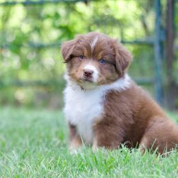Rtf2 - Red tri-color female Miniature American Shepherd puppy in Stephenville, Texas from Diamond H Aussies