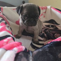 Fawn male 2 - Fawn male Pug puppy in Gaffney, South Carolina from Sunset Farms