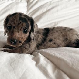 Lume - Dapple female Dachshund puppy in San Diego, California from Enchanted little dachshunds