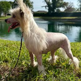 Dolly - Pink and slate female Chinese Crested puppy in Lutz, Florida from Halcyon Chinese Cresteds