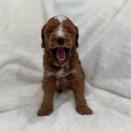 Frosting girl - Red  female Goldendoodle puppy in Rio Linda, California from Plush Doodles