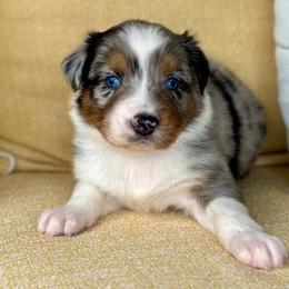 Yosemite - Blue merle male Australian Shepherd puppy in Beaverdam, Virginia from Cimmarun Farm Aussies