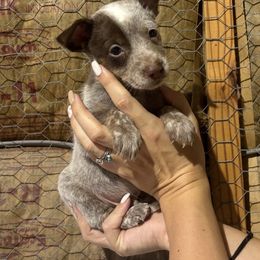 Leroy - Blue male Australian Cattle Dog puppy in Timpson, Texas from Double S Kennel