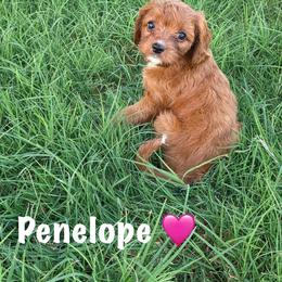 Penelope - Red female Cavapoo puppy in Calumet, Oklahoma from H&H Cavapoos