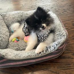 Pomeranian All Grown Up from Kay's Pomeranians