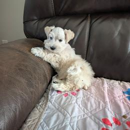 Ruthie - Wheaten female Miniature Schnauzer puppy in Diana, Texas from Happy Pawz Schnauzers