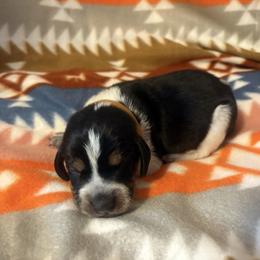 Gunner - Blue ticked and tan male Bluetick Coonhound puppy in Mount Pleasant, Texas from Harmons Hounds