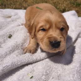 Cucumber - Green collar (5th pick male) - Dark golden male Golden Retriever puppy in Tenino, Washington from Oak River Goldens'