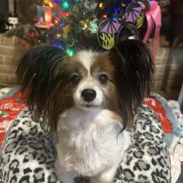 Norwegian Elkhound and Papillon All Grown Up from Mikanon