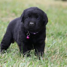 Labrador Retriever Puppies from Prebleridge Acres
